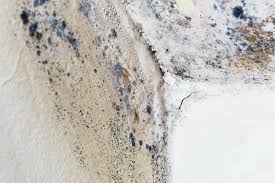 Best Mold Prevention Services  in Winchester, MO